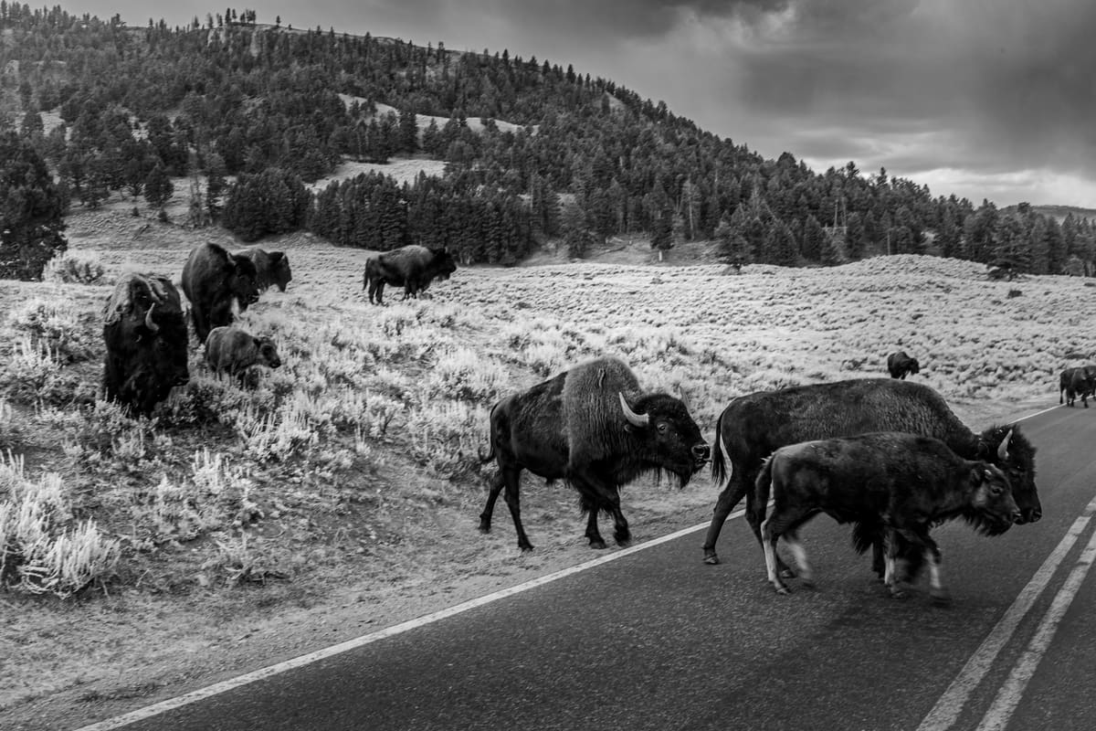 Bison, Yellowstone