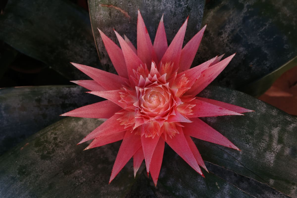 Pink flower in a botanical garden