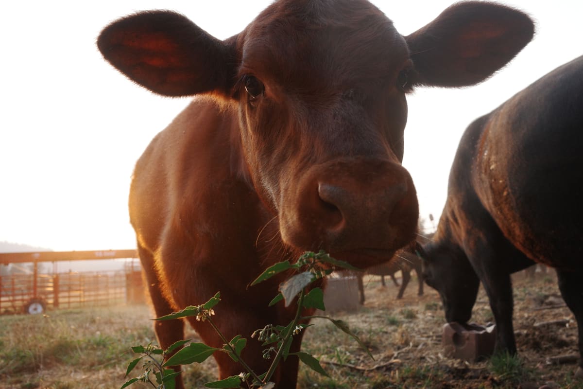 Cow close-up near Mount Si