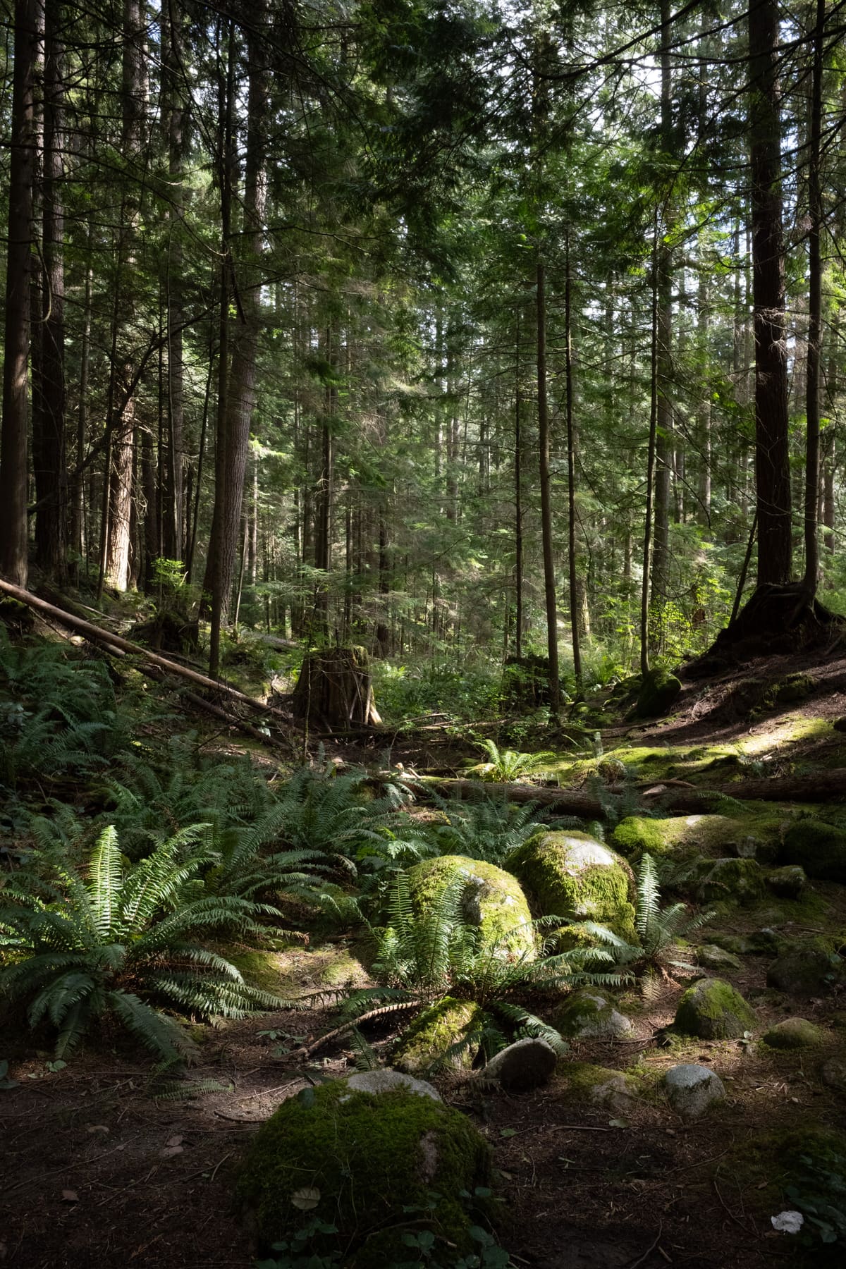 Vancouver forest